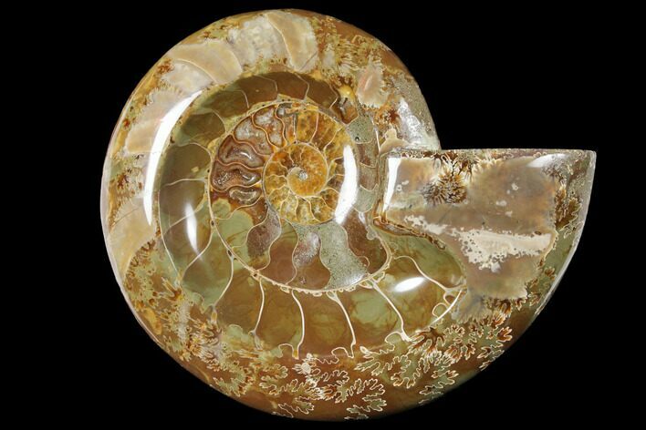 Wide Polished Fossil Ammonite Dish #133250